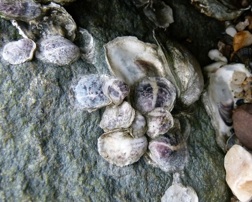 Eastern Oyster