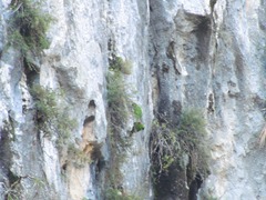 Rhynchopsitta terrisi