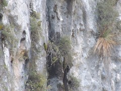 Rhynchopsitta terrisi