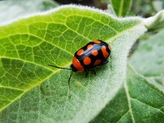Alagoasa bipunctata perennis