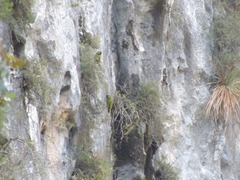 Rhynchopsitta terrisi