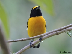 Euphonia minuta