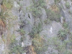 Rhynchopsitta terrisi