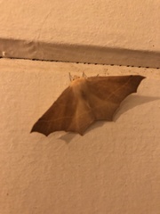 Tetracis cervinaria