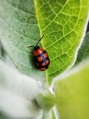 Alagoasa bipunctata perennis