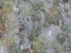 Rhynchopsitta terrisi