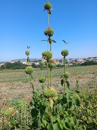 lion's ear