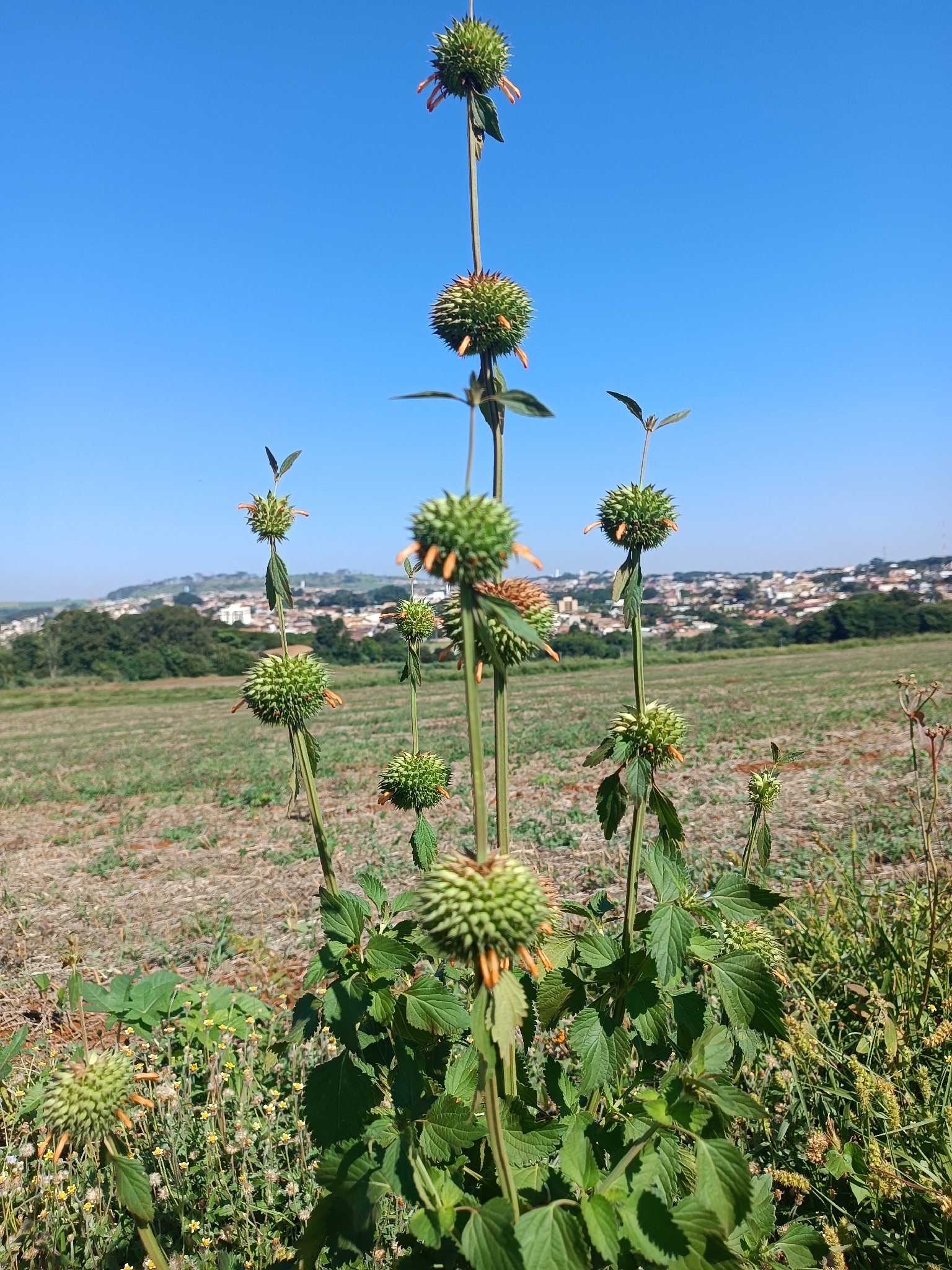 Leonotis nepetifolia