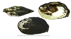 Lamprotula leaii