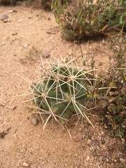 Coryphantha robustispina uncinata