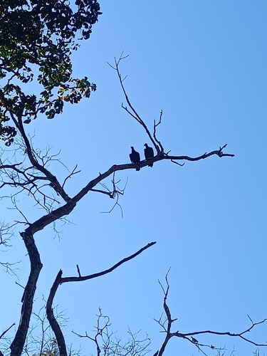 Black Vulture