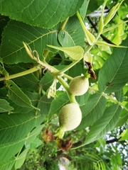 Juglans mollis