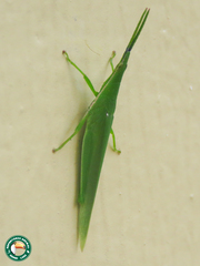 Atractomorpha acutipennis