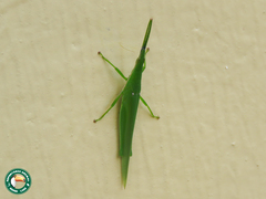 Atractomorpha acutipennis