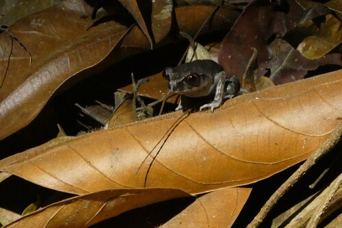 Leptobrachium hendricksoni observed 2026-04-25