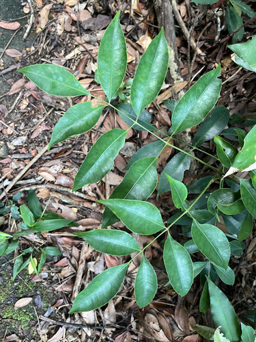 Turpinia montana observed 2026-04-26