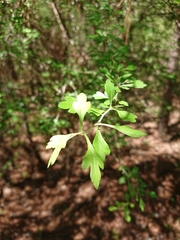 Crataegus spathulata