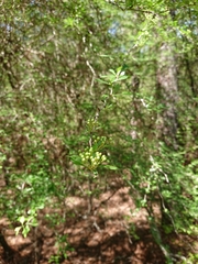 Crataegus spathulata