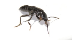 Tasgius melanarius