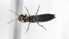 Tasgius melanarius
