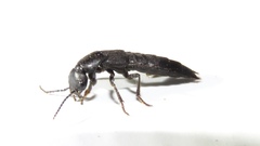 Tasgius melanarius