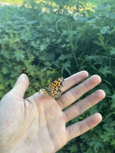 Asian Comma