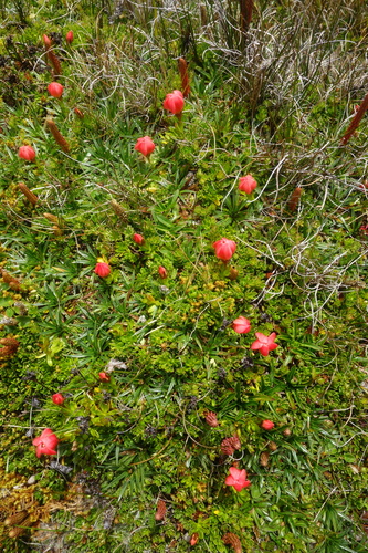 Gentianella rupicola, photograph 2