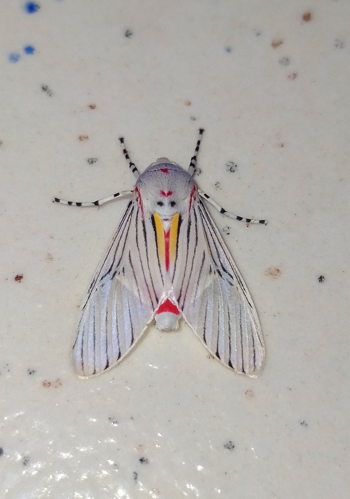 Idalus lineosus