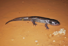 Ambystoma flavipiperatum