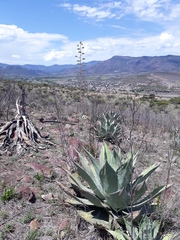 Agave durangensis