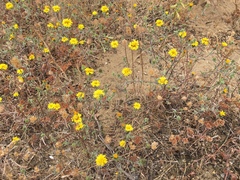 Lessingia germanorum