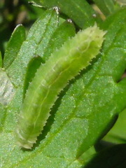 Cylindrotoma distinctissima