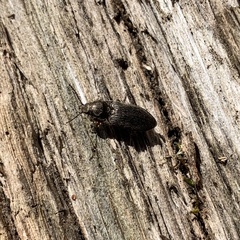 Hadromorphus inflatus