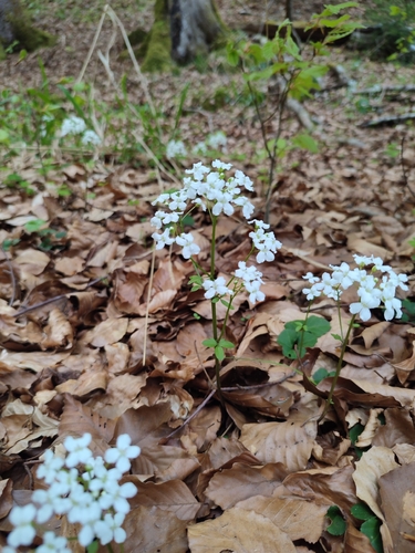 Cardamine trifolia, photograph 6