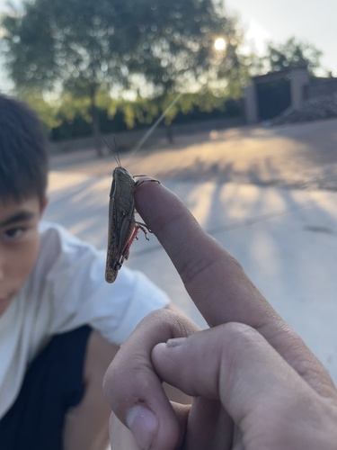 Shirakiacris shirakii