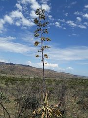 Agave durangensis
