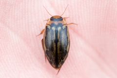 Coptotomus longulus