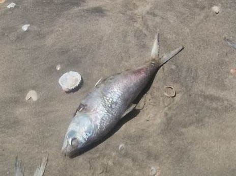 Bonga Shad
