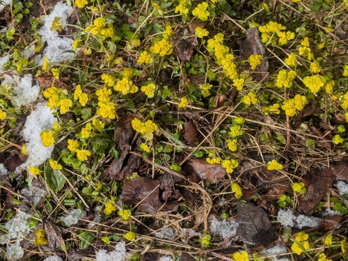 Alternate-leaved Golden Saxifrage