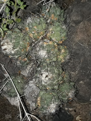 Coryphantha durangensis durangensis