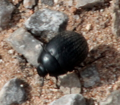 Eusattus reticulatus