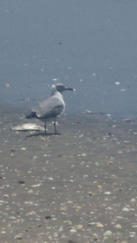 Gray-hooded Gull
