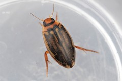 Coptotomus longulus