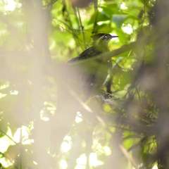 Dromococcyx phasianellus