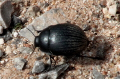 Eusattus reticulatus