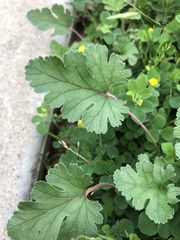 Erodium texanum