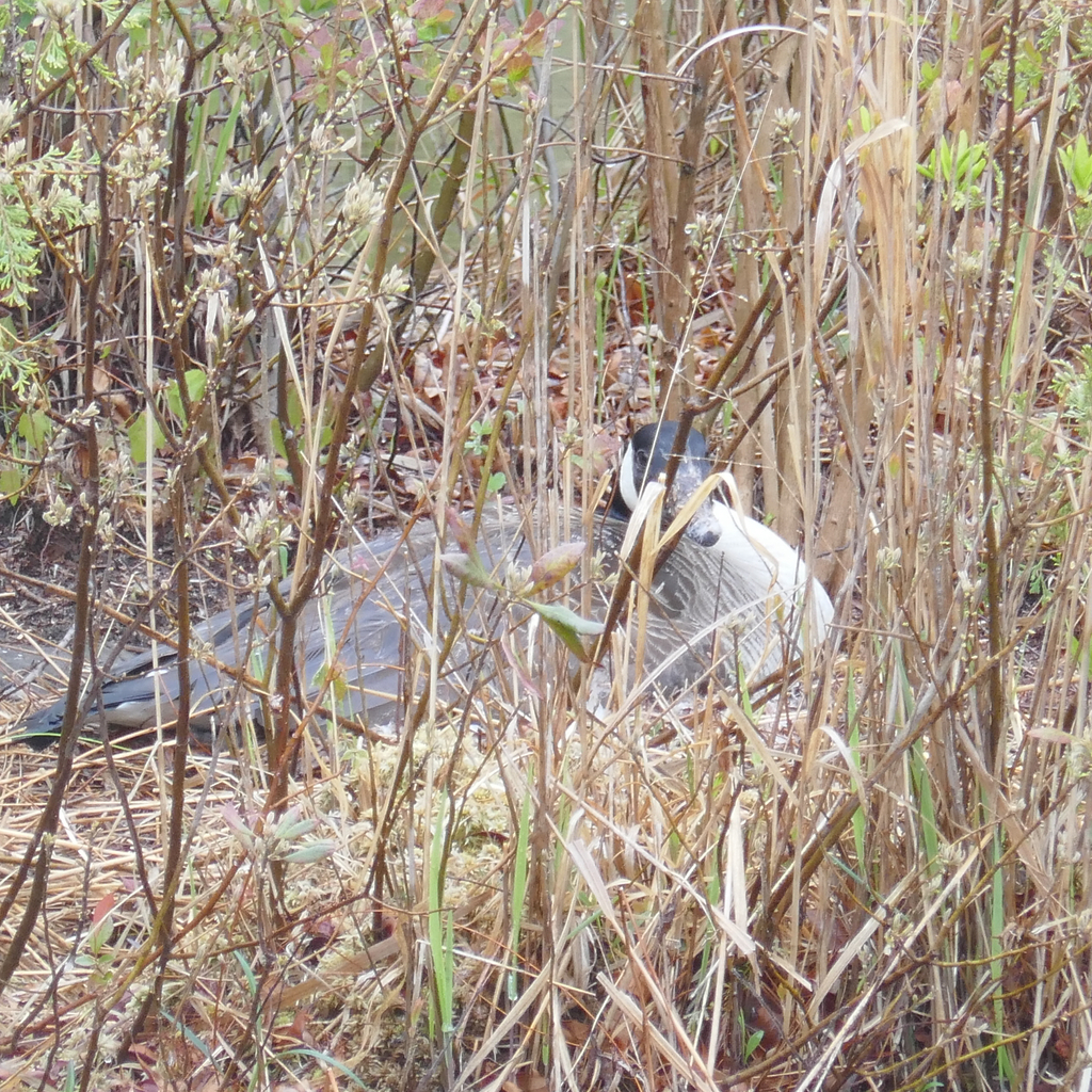 Canada Goose in April 2026 by christenenature. mother goose brooding ...