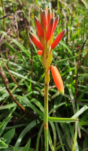 Aloe inyangensis