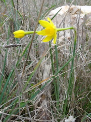 Narcissus assoanus
