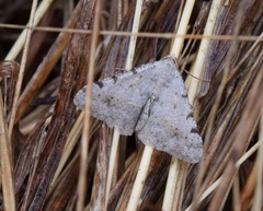 Frederickia prolificata